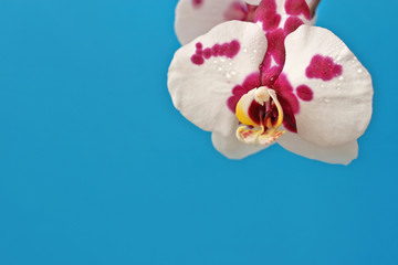 Beautiful white tiger Phalaenopsis orchid flower on blue background for postcard with copy space