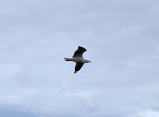 Seagull in full flight over a park lake in Melbourne Australia surrounded by lush green trees with nice blue skies