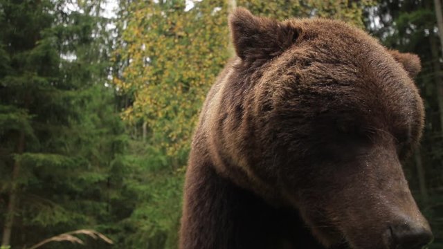 Wild brown bear close-up in a forest turning it's head from side to side and licks (1080p, 25fps)