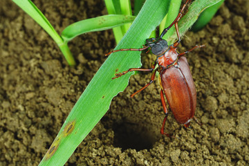 This is a titan beetle or beetle titanium or Longhorned Beetles, The beetle that destroys the cane root of the farmer in thailand, But it can be eaten as food
