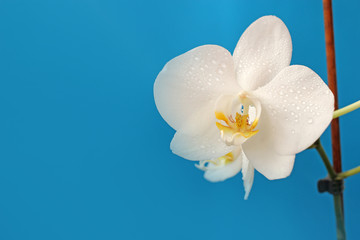 Beautiful white Phalaenopsis orchid flower on blue background for postcard with copy space