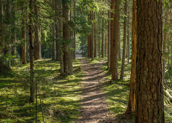 Pine forest in Baltic states. Trail in a sunny pine forest. Beautiful green moss on the floor. Beautiful background of moss for wallpaper. Nature Landscape with fresh air. Latvia.
