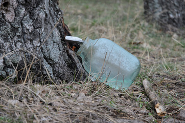 Fototapeta premium Birch sap is dripping in a jar in the spring in the forest to extract juice.
