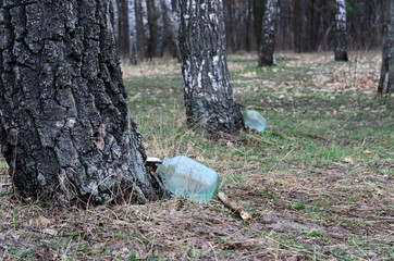 Birch sap is dripping in a jar in the spring in the forest to extract juice.