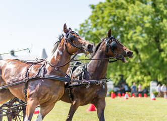 Naklejka na ściany i meble Two bay horses in carriage, horse driving competition, equestrian event