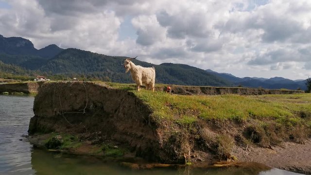Hisaronu Orhaniye, Marmaris - Mugla / Turkey. March 23, 2020.Alone goat on cliff.