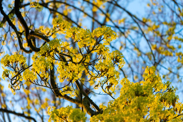 Ahorn Baum Ast Blüten blühen gelb grün Natur Frühling Farben Sonne Abendlicht warm Details Nektar Insekten Tracht Schwerte Ruhr Westfalen Villigst Park Garten Baumbestand Hoffnung Zukunft