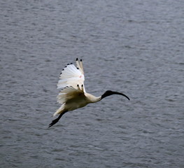 Ibis Bird in full flight over a lake in Melbourne Park surrounded by lush green trees green lawn and nice blue skies