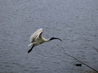 Ibis Bird in full flight over a lake in Melbourne Park surrounded by lush green trees green lawn and nice blue skies
