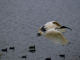 Ibis Bird in full flight over a lake in Melbourne Park surrounded by lush green trees green lawn and nice blue skies
