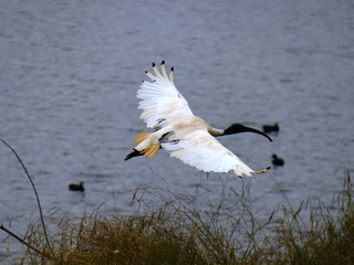 Ibis Bird in full flight over a lake in Melbourne Park surrounded by lush green trees green lawn and nice blue skies