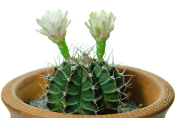close up cactus bud on white background