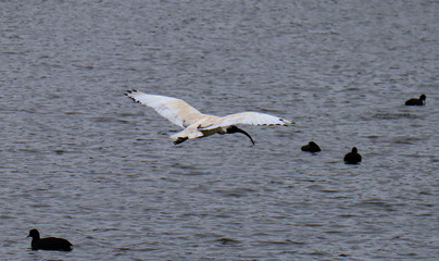 Ibis Bird in full flight over a lake in Melbourne Park surrounded by lush green trees green lawn and nice blue skies