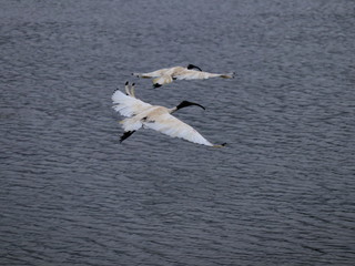 Ibis Bird in full flight over a lake in Melbourne Park surrounded by lush green trees green lawn and nice blue skies