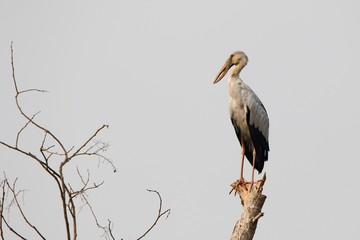 Stork on a white background