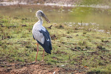 stork in its habitat