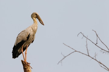 Stork on a white background