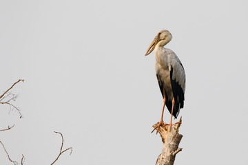 Stork on a white background