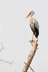 Stork on a white background