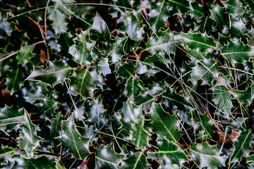 Background with holly plant in green color in the forest with a Christmas style