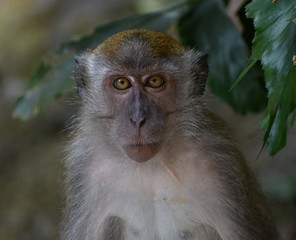 Cute macaque monkey staring at the camera in the jungle