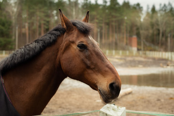 Obraz premium portrait of a beautiful horse