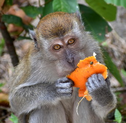 Close up of a macaque monkey eating an orange
