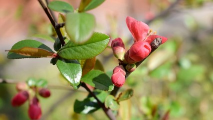 Pink buds of Chaenomeles