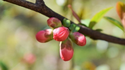 Chaenomeles bud