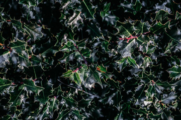 Background with holly plant in green color leaves in the forest with a Christmas style