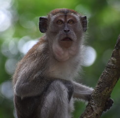 Surprised macaque monkey in a tree in the jungle