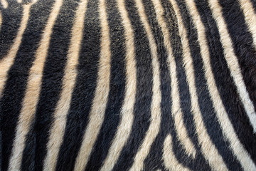 striped, black and white zebra skin background