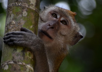 Macaque monkey holding on to bamboo in the jungle