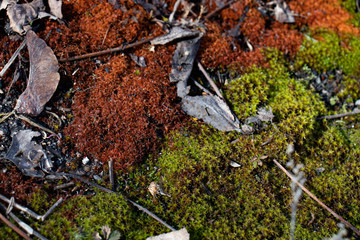 Unusual moss of two colors - green and red grow together, texture of beautiful moss