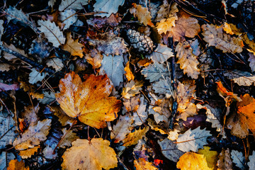 Background orange and brown wet leaves in the forest in autumn