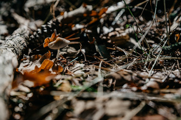 Background with mushroom and orange and brown leaves and branches in the forest in autumn
