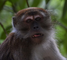 Face of macaque monkey staring at a camera in the jungle