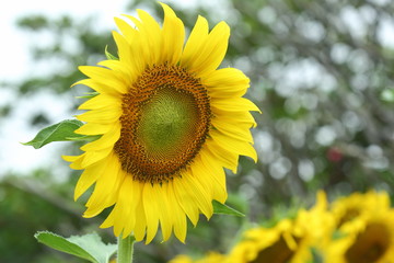sunflower blooming in garden