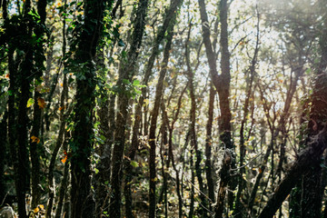 Forest with green and brown trees with shadow and sunlight in the autumn time