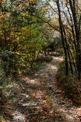 Road in the middle of the forest with green and brown trees with shadow and sunlight in the autumn time