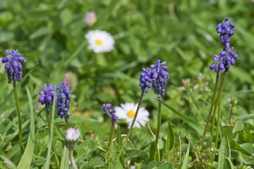 Fleurs Muscari