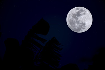 Fototapeta na wymiar Full moon on the sky with silhouette leaves of tree.