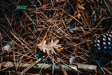 Background brown pine leaves with leaves and branch on forest floor in autumn