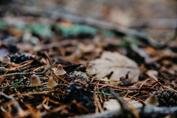 Background with small mushrooms and brown pine leaves with leaves and branch on forest floor in autumn