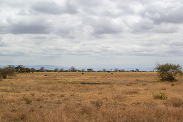 Fototapeta na wymiar Landscape of the savanna in Tarangire National Park, in Tanzania, with yellow grass and green acacias