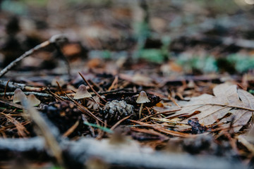 Background with small mushrooms and brown pine leaves with leaves and branch on forest floor in autumn