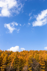 Fototapeta premium 日本・北海道東部の標茶町、紅葉の唐松林