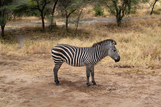 One zebra on the yellow grass of the savannah of Tarangire National Park, in Tanzania