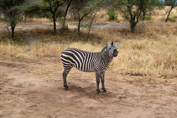Fototapeta na wymiar One zebra on the yellow grass of the savannah of Tarangire National Park, in Tanzania
