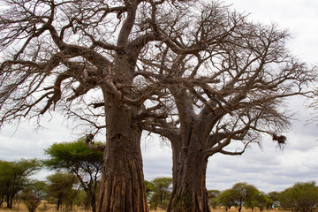 Fototapeta na wymiar Huge two baobabs on the savanna of Tarangire National Park, in Tanzania, with yellow grass below it